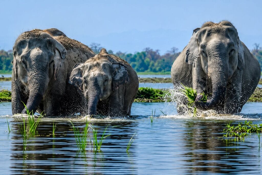 Nameri National Park, Assam