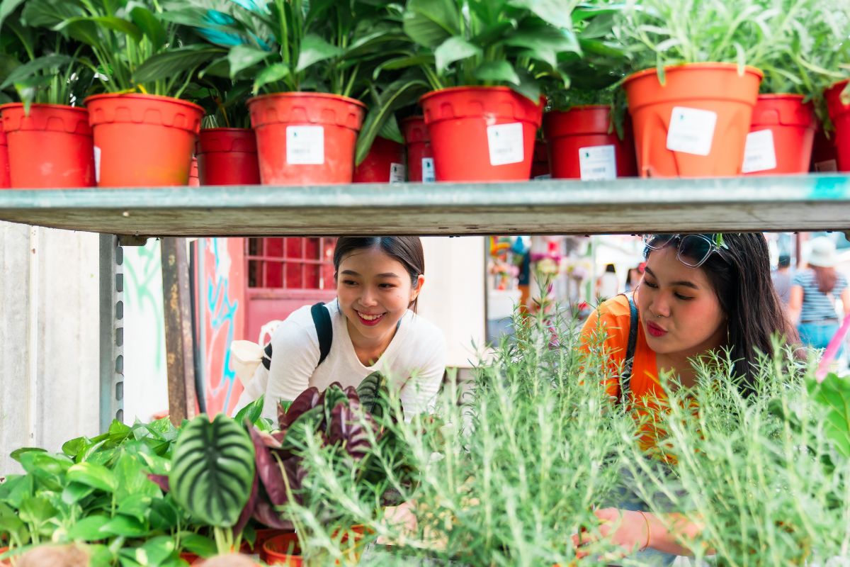 How to Pick the Right Plant for Your Space