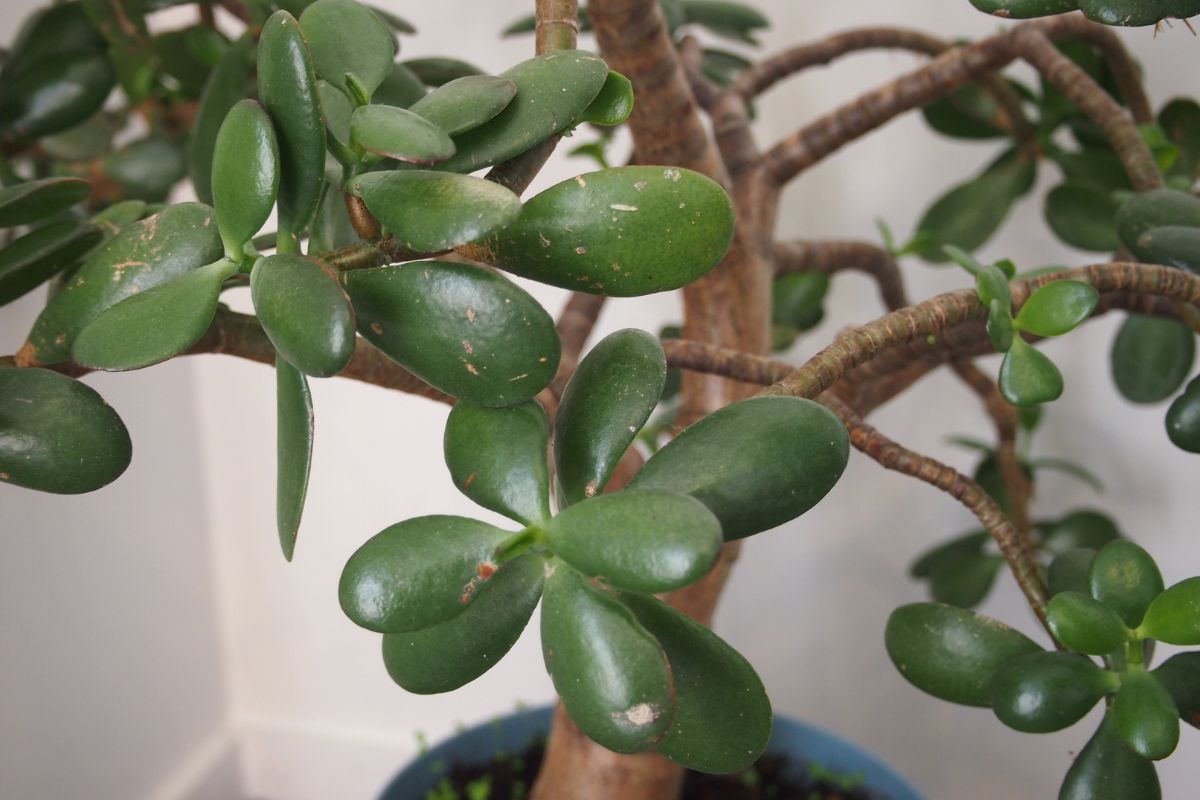 Jade Plant