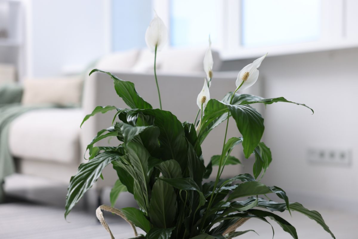 Peace Lily